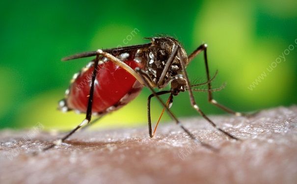 蚊子是怎么吸血的？蚊子吸血的过程(3)