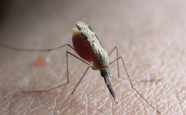 蚊子是怎么吸血的？蚊子吸血的过程(1)