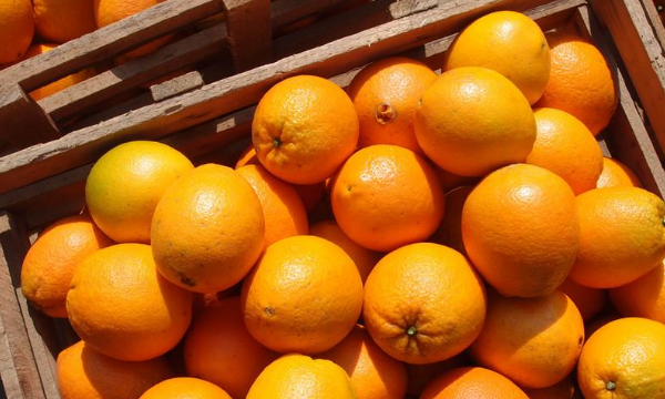 橙子能放冰箱保存,橙子可以放冰箱保鲜多久图4