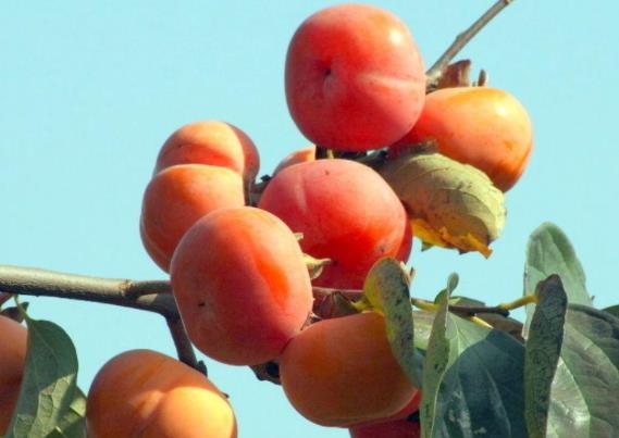 吃柿子会引起过敏吗 过敏体质谨慎食用,及时监测