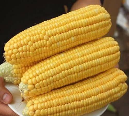 新鲜玉米可以放几天,新鲜玉米常温下可以放多久夏天图1