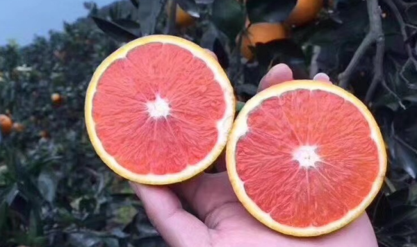 中国血橙哪里最出名,血橙在中国的主产区在哪里图2