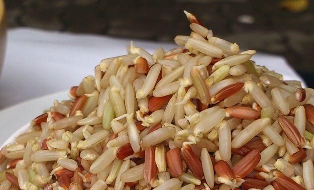糙米如何发芽,怎样使糙米快速发芽图2