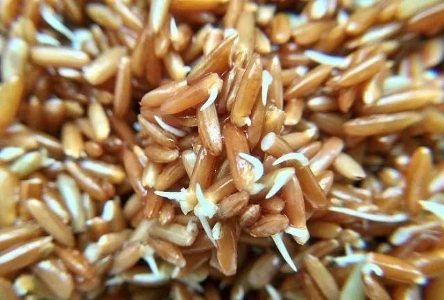 糙米如何发芽,怎样使糙米快速发芽图3