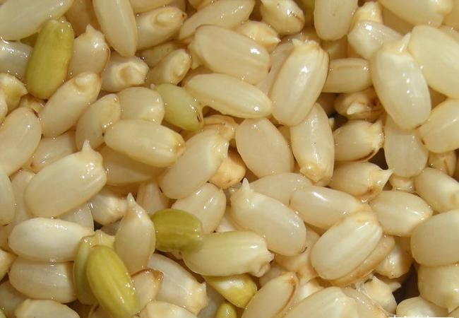 糙米如何发芽,怎样使糙米快速发芽图4