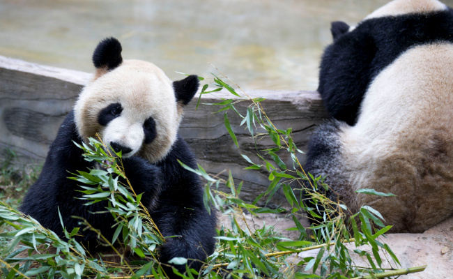 为什么大熊猫能当国宝  大熊猫生活在哪里