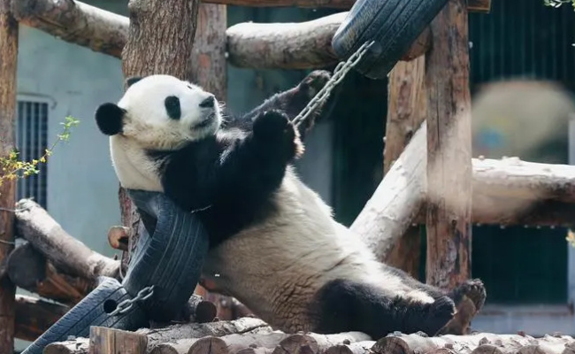 为什么大熊猫能当国宝  大熊猫生活在哪里