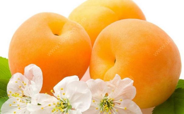 杏子是热性还是凉性？杏子是热性水果吗？(2)