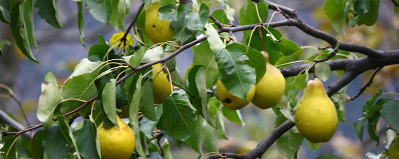 梨树种子怎么种