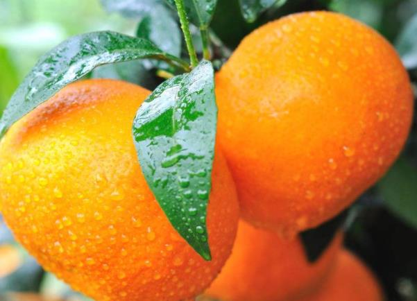 吃沃柑补维生素C吗 沃柑和橙子哪个维生素C含量高