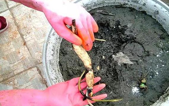 碗莲藕根种植方法
