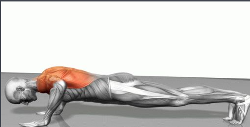 做俯卧撑用哪些肌肉,俯卧撑能练哪些部位的肌肉图2