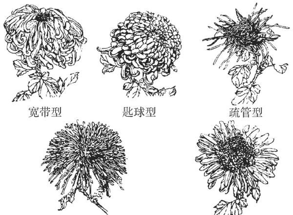 菊花茶种类大全,可以泡水喝的菊花有哪几种图2