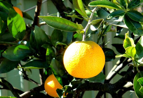 吃橘子会胖吗？ 橘子吃多了会胖吗？(2)