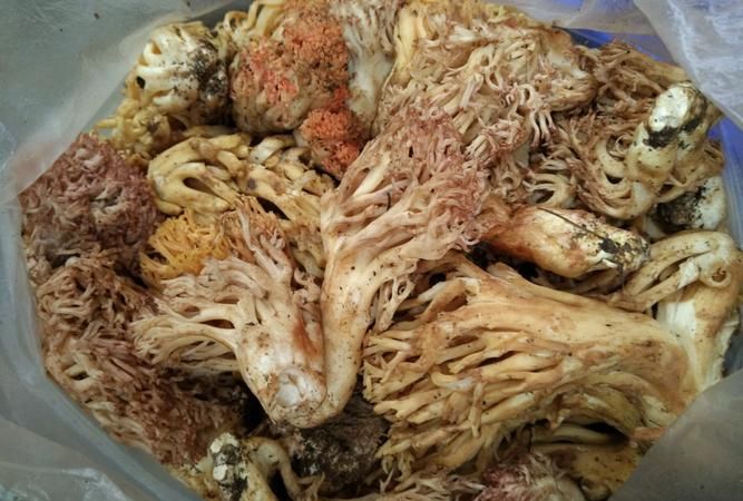 扫把菌怎么做好吃,珊瑚菌的吃法与功效图1