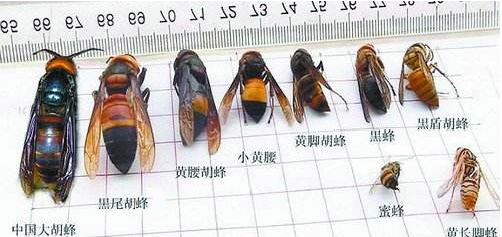 普通黄胡蜂有毒,野生大黄蜂有毒图4