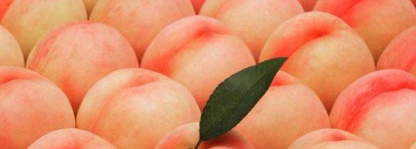夏天桃子怎么保存能放时间长一点,桃子怎样保存才可放长久不坏图1