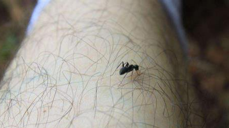 怎么灭小小黑黑的蚊子,如何消灭墨蚊子图1