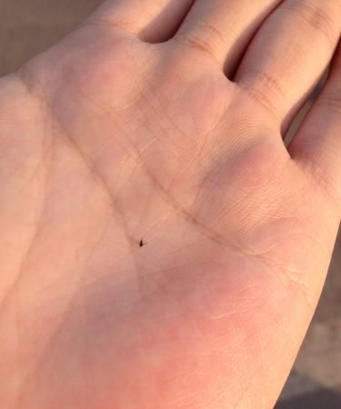 怎么灭小小黑黑的蚊子,如何消灭墨蚊子图3