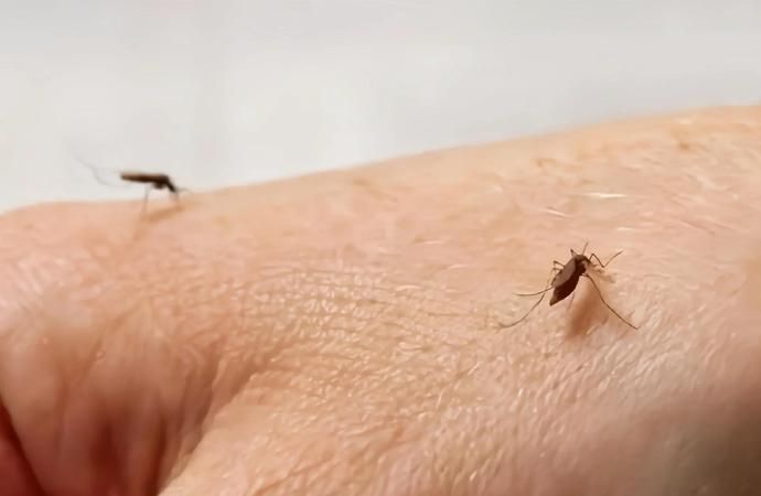 怎么灭小小黑黑的蚊子,如何消灭墨蚊子图4