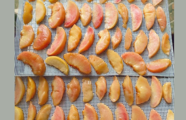 黄桃干的做法自然晾晒,黄桃可以晒干吃图16