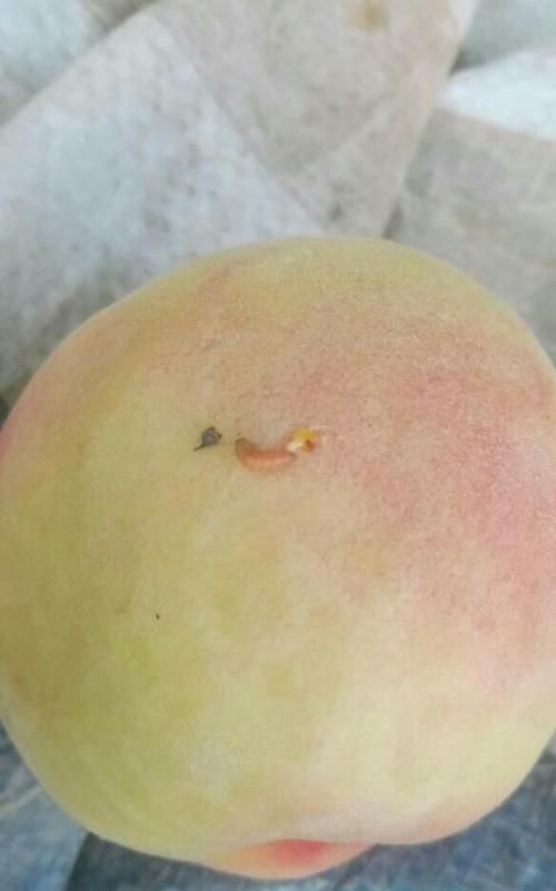 桃子里面的虫子是什么虫,桃子外表完好果肉是黑图4
