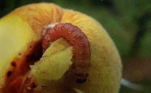 桃子里面的虫子是什么虫,桃子外表完好果肉是黑图6