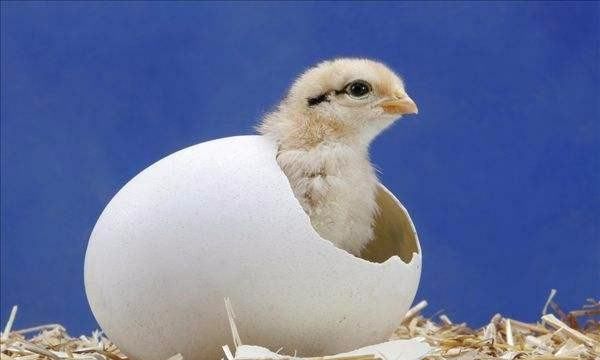 刚出壳的小鸡怎么分公母,刚出生的小鸡怎么才能辨认雄性和雌性图1