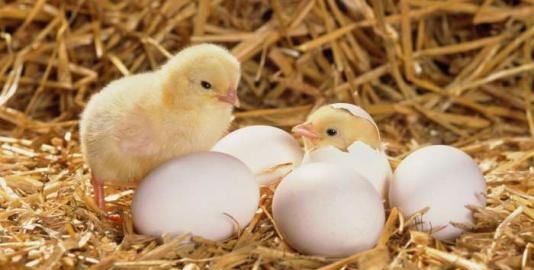 刚出壳的小鸡怎么分公母,刚出生的小鸡怎么才能辨认雄性和雌性图5