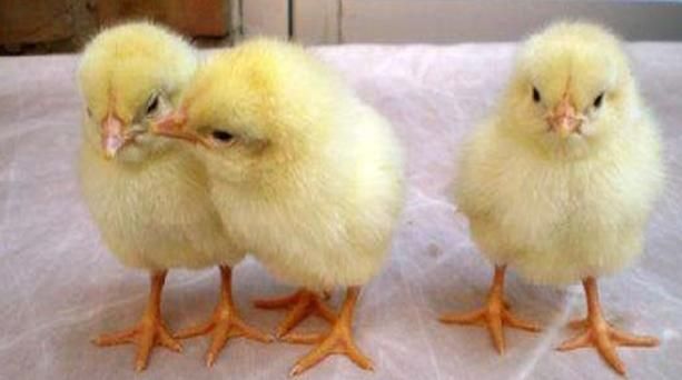 刚出壳的小鸡怎么分公母,刚出生的小鸡怎么才能辨认雄性和雌性图6