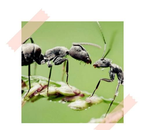 蚂蚁触角的作用是什么,蚂蚁触角的作用图1