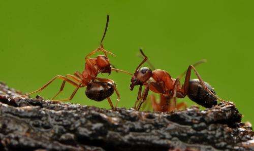 蚂蚁触角的作用是什么,蚂蚁触角的作用图2