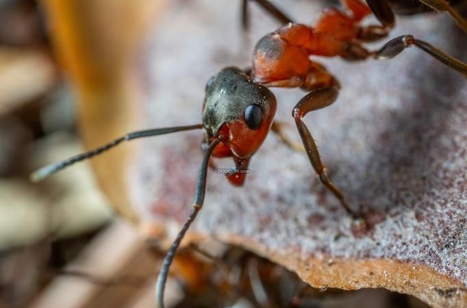 蚂蚁触角的作用是什么,蚂蚁触角的作用图3