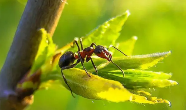 红色蚂蚁怎么除掉,家里的小红蚂蚁怎么消灭图7