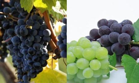 巨峰葡萄是凉性还是热性,巨峰葡萄是什么季节的水果图1