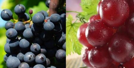 巨峰葡萄是凉性还是热性,巨峰葡萄是什么季节的水果图2