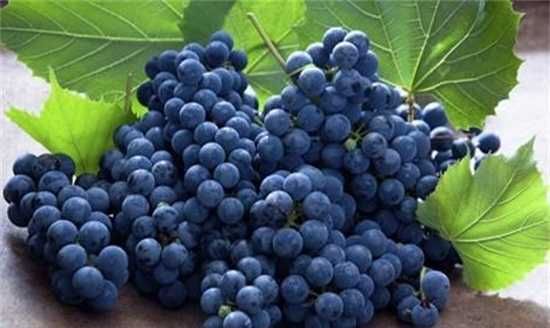 巨峰葡萄是凉性还是热性,巨峰葡萄是什么季节的水果图3