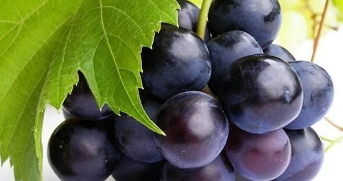 巨峰葡萄是凉性还是热性,巨峰葡萄是什么季节的水果图4