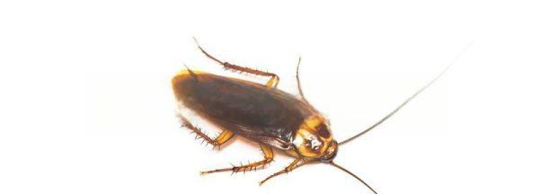 蟑螂为什么会出现在家里面,为什么会有蟑螂怎么样快速消灭图2