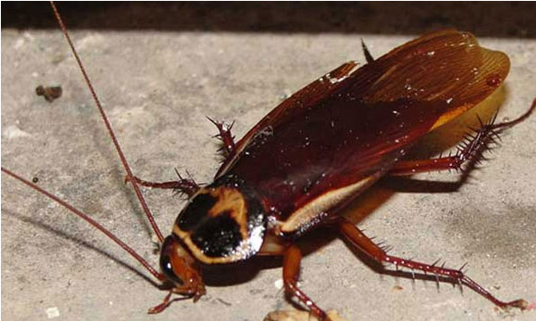 蟑螂为什么会出现在家里面,为什么会有蟑螂怎么样快速消灭图5