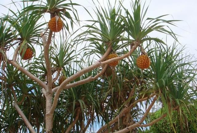 一棵菠萝能长几个,海南菠萝和广东菠萝的区别图4