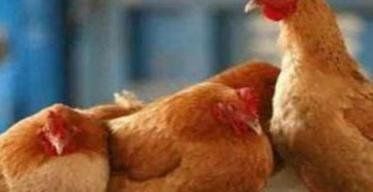 鸡吃什么药能治各种病,鸡病的防治及用药方法图4