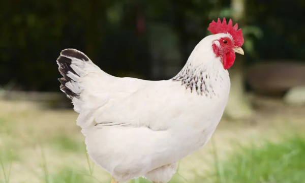 鸡吃什么药能治各种病,鸡病的防治及用药方法图8