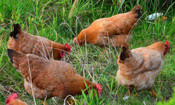 鸡吃什么药能治各种病,鸡病的防治及用药方法图10