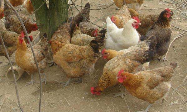 鸡吃什么药能治各种病,鸡病的防治及用药方法图12
