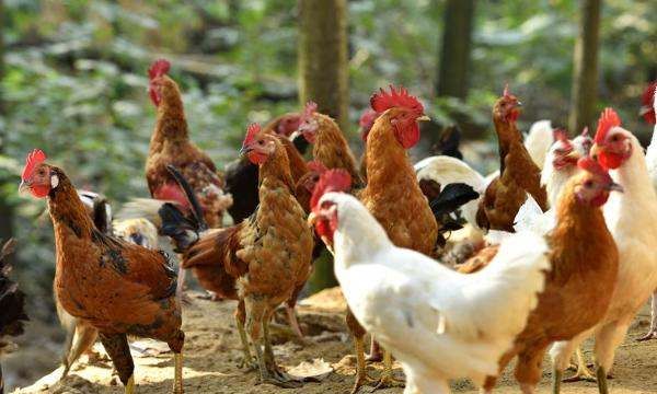 鸡吃什么药能治各种病,鸡病的防治及用药方法图14