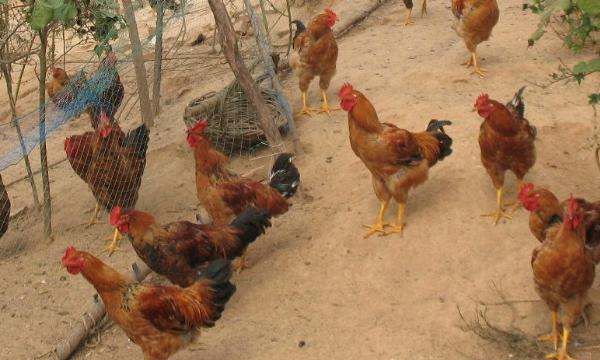鸡吃什么药能治各种病,鸡病的防治及用药方法图15