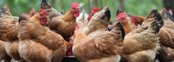 鸡吃什么药能治各种病,鸡病的防治及用药方法图17