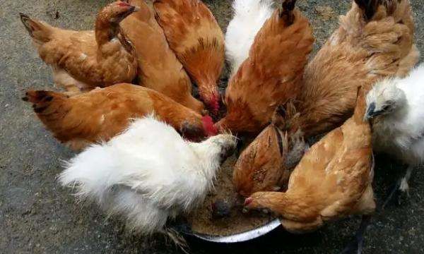 鸡吃什么药能治各种病,鸡病的防治及用药方法图20