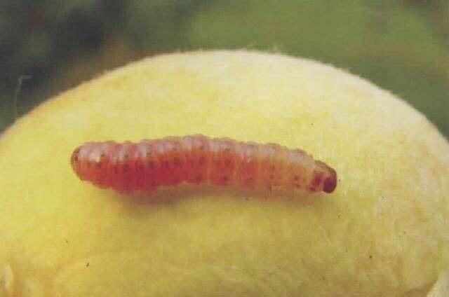 桃子里的虫子是什么虫子,李子里面的虫子是什么虫图3